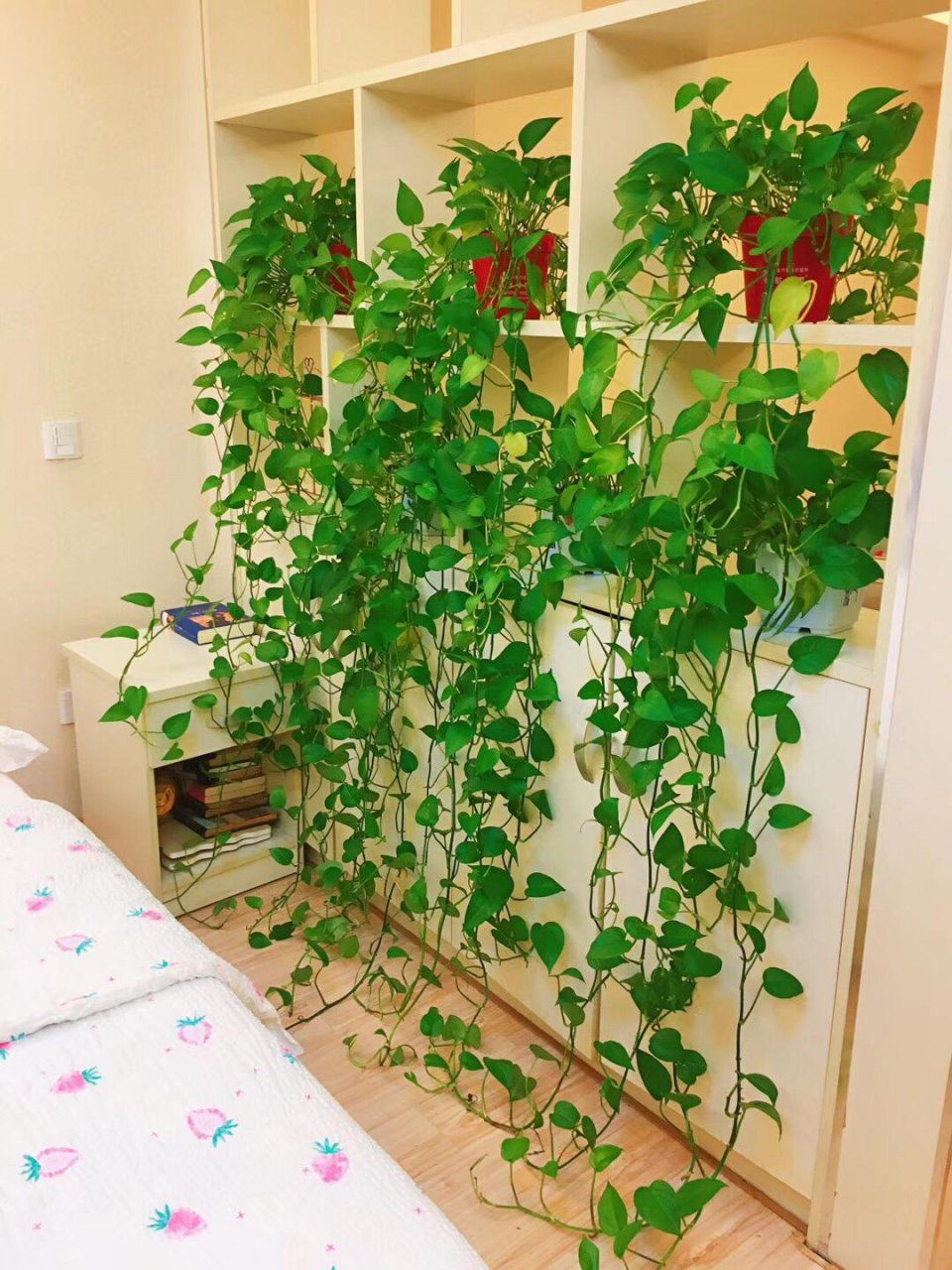 养绿萝,最爱喝这4种水,半年疯长成"电视墙",叶片绿得出油