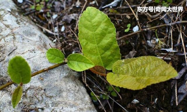 这种匐地龙,它的果子你们吃过吗?