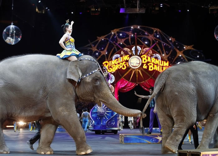 再见!美国玲玲马戏团大象最后演出告别观众
