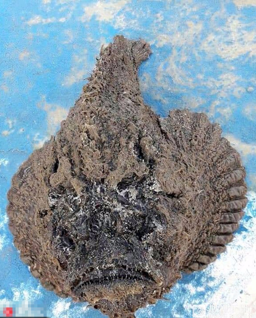 在动手制作前,才意外发现这种鱼类的背鳍棘有致命剧毒