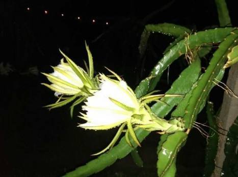 教你在阳台上种植火龙果,方法简单易学,来年就