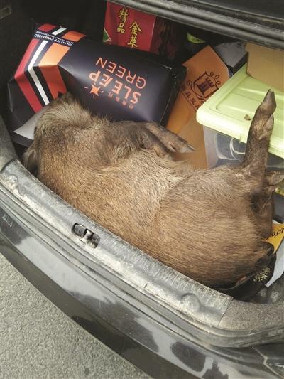 被撞死的野猪很壮硕.