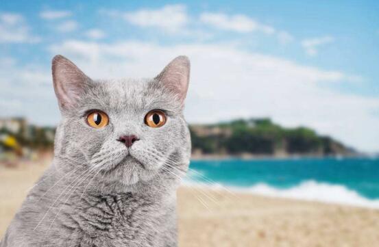 英国带狗到香港RELO PET IMMIGRANT来帮忙