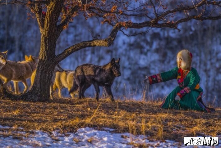 95后女孩嘴对嘴给8匹狼喂食,"吓跑"3个男朋友至今单身