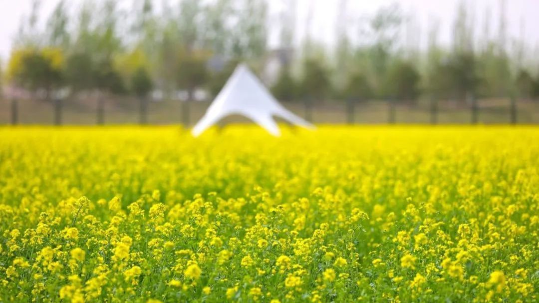 首次开放!亦城这片油菜花占地百余亩,可露营赏花 首次开放!亦城这片油菜花占地百余亩,可露营赏花