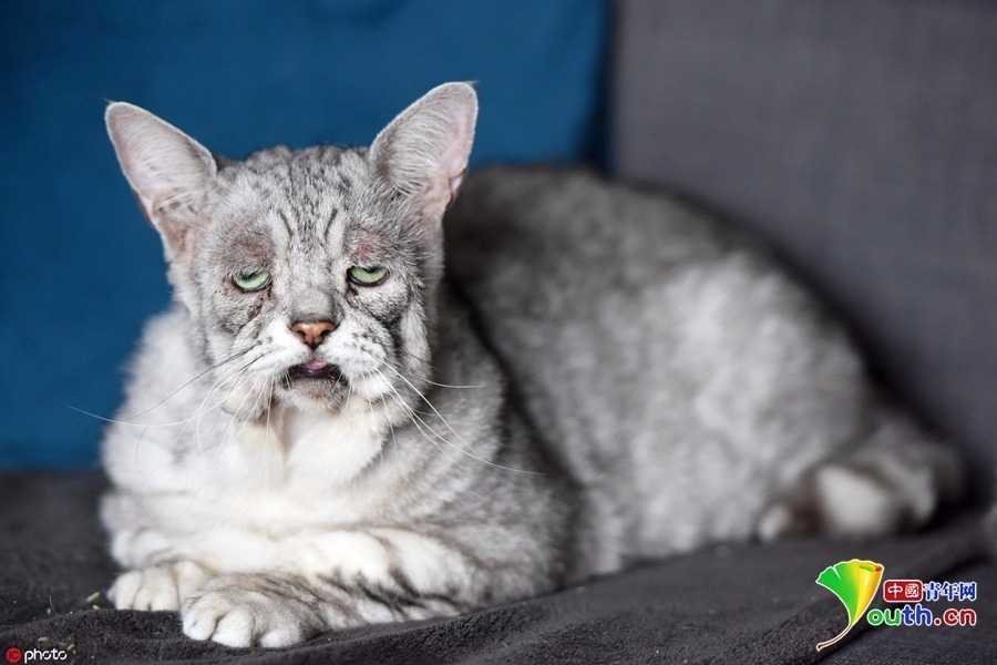 英国猫咪患“松皮症” 面部下垂满面愁容。