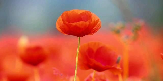 让人大彻大悟的精美句子,静下心好好读一读,句