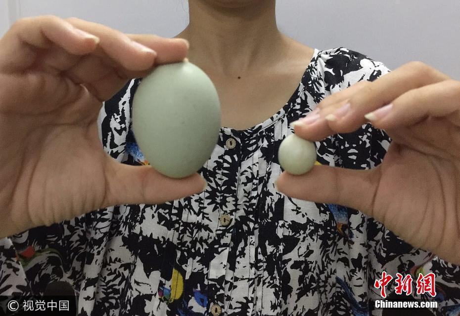 农户发现迷你鸡蛋 直径不到2厘米