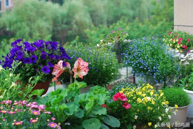 台造花园,网友直呼:没买带露台的房子 后悔死