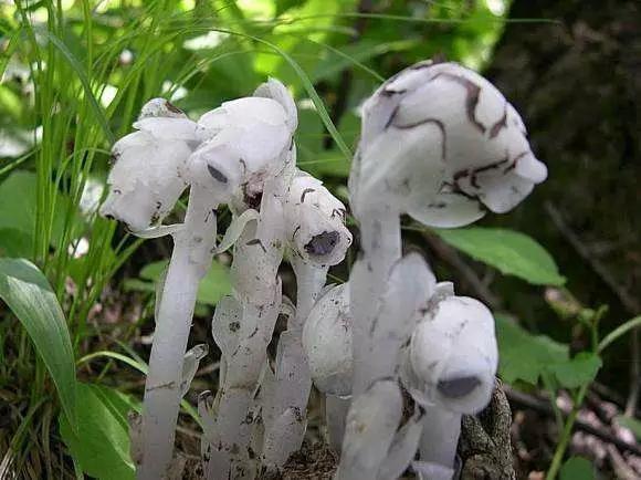 在传说中它也是冥界的花,是邪恶和神秘的象征,因此也得名"死亡之