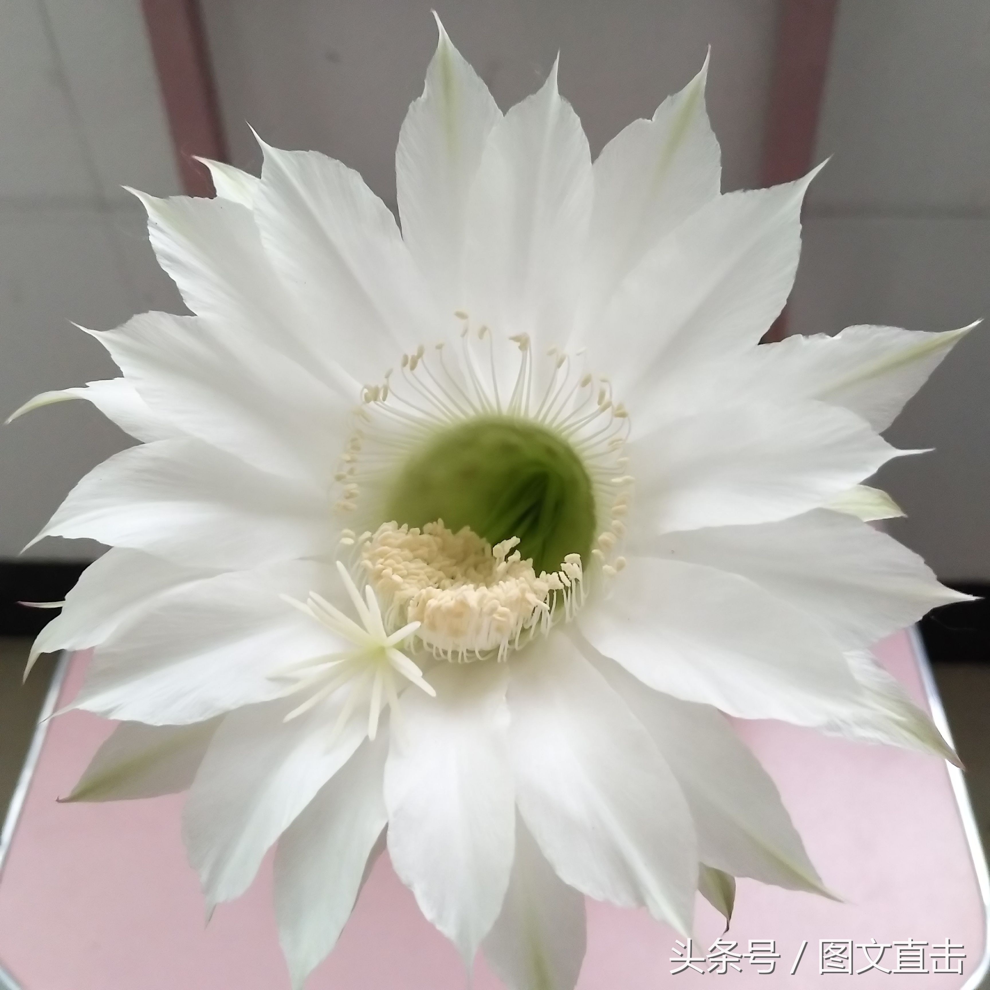 父亲说仙人球开花一定发财,我种的仙人球开花