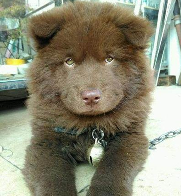 女子上街花150买了一只小土狗,回家养一个月后