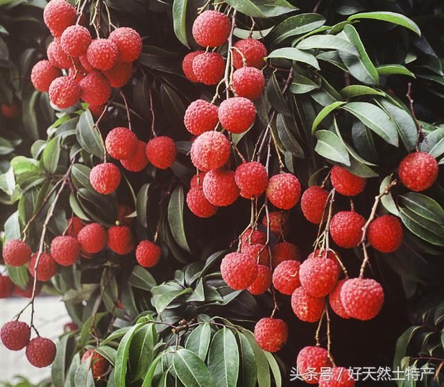 金骊商贸告诉您荔枝的新鲜吃法