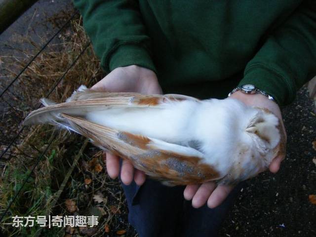 农夫野外救了几只奄奄一息幼鸟，长大后却引来了警察!