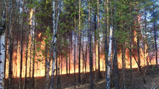 俄罗斯雅库特森林大火。当地政客：“气候变暖是罪魁祸首！”