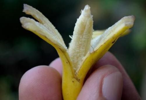 最奇葩的香蕉:图1太大吃不完,图3太小不够吃