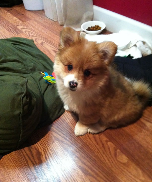 这都是柯基犬做的好事!后果好严重 这都是柯基犬做的好事!后果好严重
