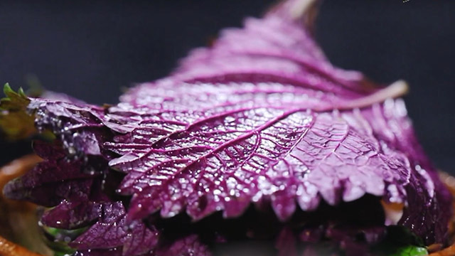 紫苏如何区分叶子梗 专家帮您来解答