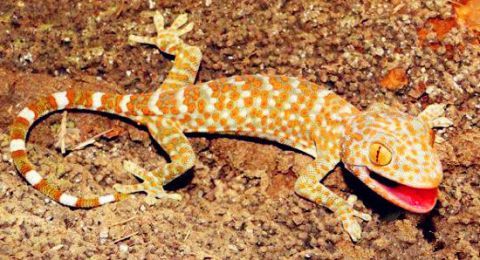 柬埔寨男子路过废弃车厢听到奇怪叫声,进去一