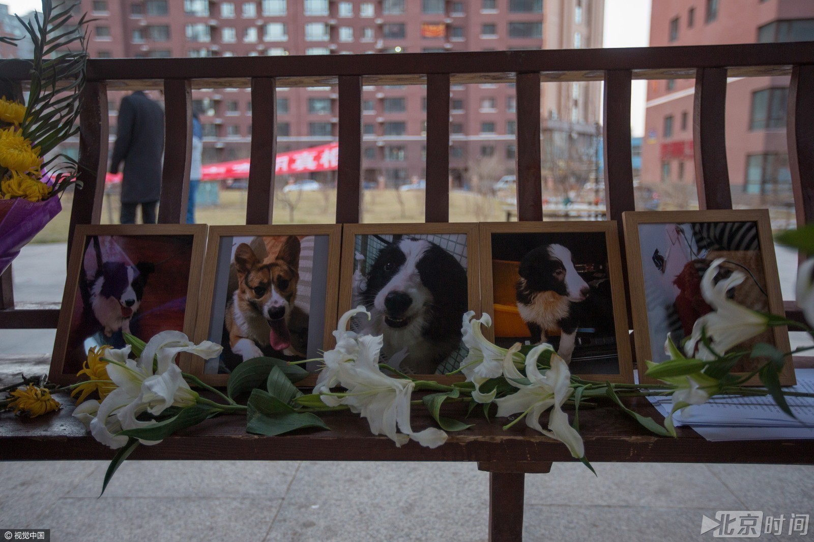 一夜间5只名贵宠物狗被毒死 主人摆蜡烛鲜花祭奠