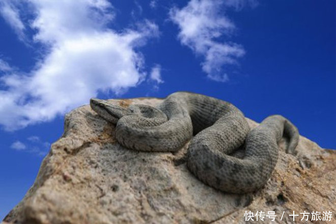 中国蛇最多的地方,栖息2万条独有毒蛇,网友:吓
