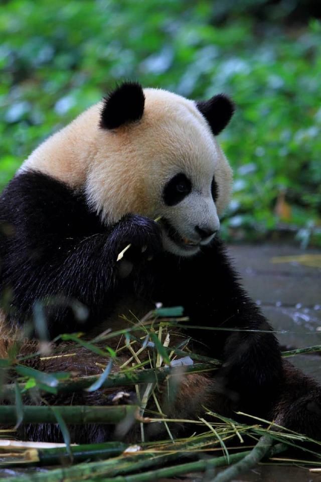 自由恋爱的熊猫生育率更高,包办婚姻直接拒绝