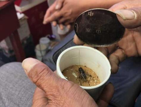 最贵蛐蛐卖11万 蛐蛐营养师月薪过万