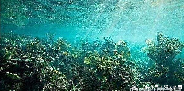 探索海底一万米有多恐怖, 拥有数不尽的怪异生