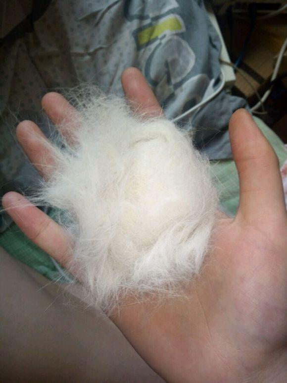 宠主家的猫咪一到夏天就下"猫毛雨",网友留言:掉毛真是不要钱