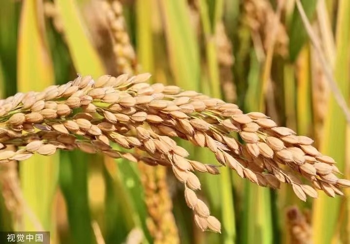 国家粮食和物资储备局：我国粮食应急加工能力每天164万吨_北京时间