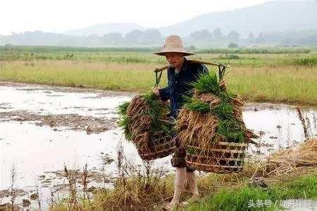粮更难;粮食收购价2.5元一斤起步,对农民才算公平