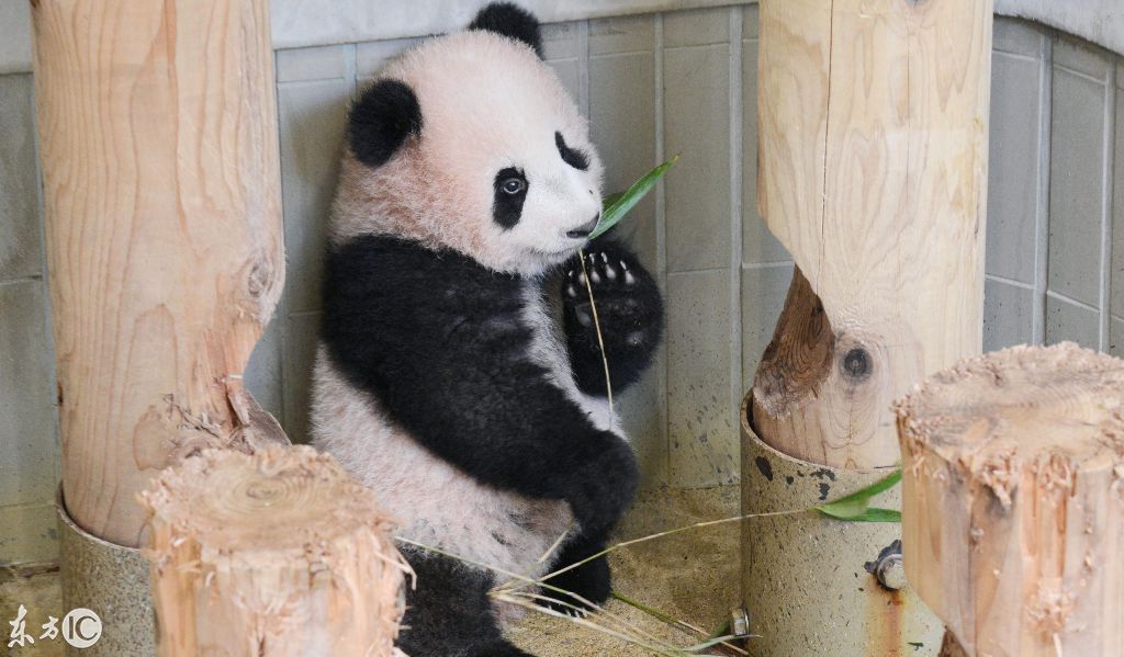 熊猫宝宝在日本东京动物园出生,日本群众很激动,国宝威武