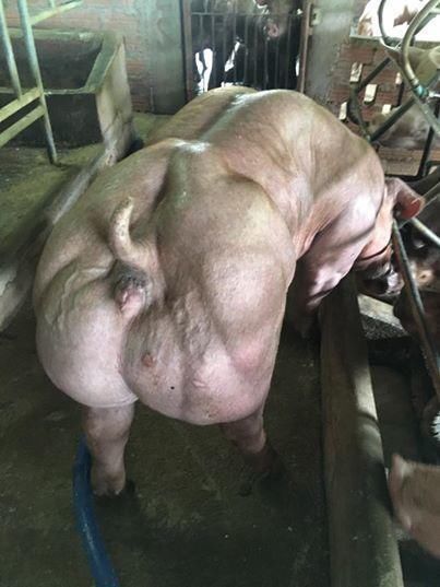 健身冠军的猪,肌肉吓懵人,村民表示不喜欢吃!