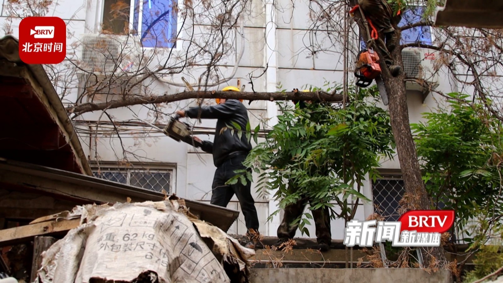 剪枝伐树 提升宜居绿化环境_北京时间