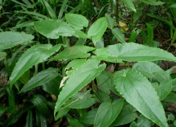 淫羊藿温肾阳祛风湿,配上五味子,芡实,温通血脉,效果更佳.