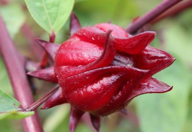 世界10大珍稀水果,价值极高,最后2个只有中国