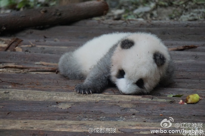 游客用食物砸醒熊猫 熊猫宝宝表情愤怒