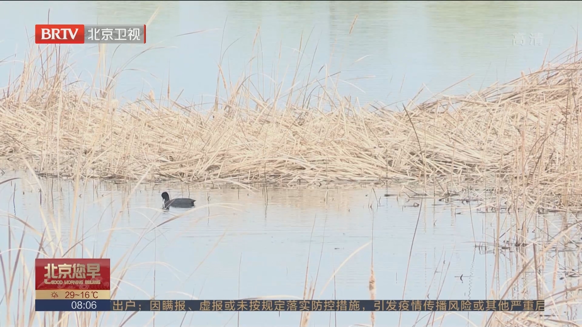 万鸟齐聚野鸭湖 候鸟食堂迎客来