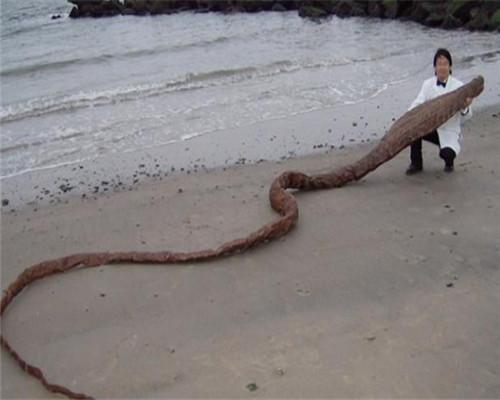 看到这样的一幕后，他们几个纷纷议论了起来，为了弄清楚事实的真相，他们直接拨打了海洋生物管理部门的求助电话，希望等待相关人员到来后探究和发现，看看到底是什么东西