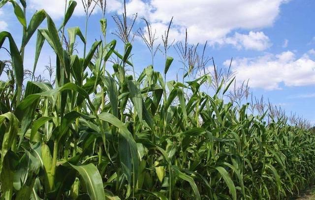 如果今年美国不出口一粒粮食,世界会有什么样