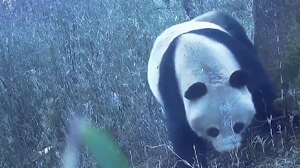 两次在同一棵树上“作标记”？野生大熊猫这是怎么了？