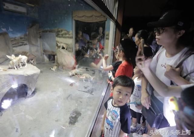 给河马刷牙?浣熊浑水摸鱼?动物度夏还有这操