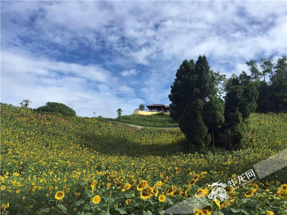 南川:坚持绿色发展道路 打造西部"花城"