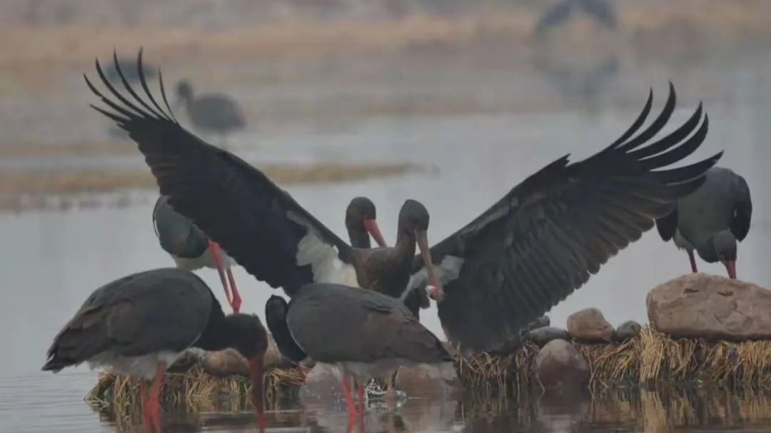 折翼的鸟儿将如何飞行?带血的钢珠让人揪心 折翼的鸟儿将如何飞行?带血的钢珠让人揪心