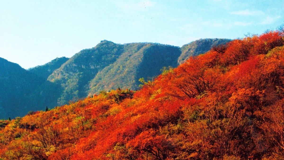 香山红叶本周进入最佳观赏期 香山红叶本周进入最佳观赏期