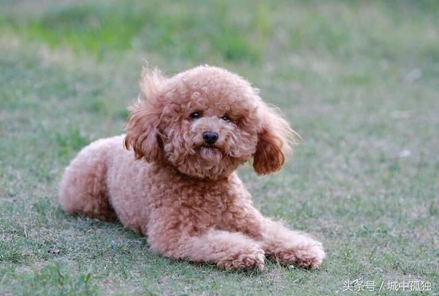 泰迪为什么很色,你知道吗?这样的泰迪,你又知