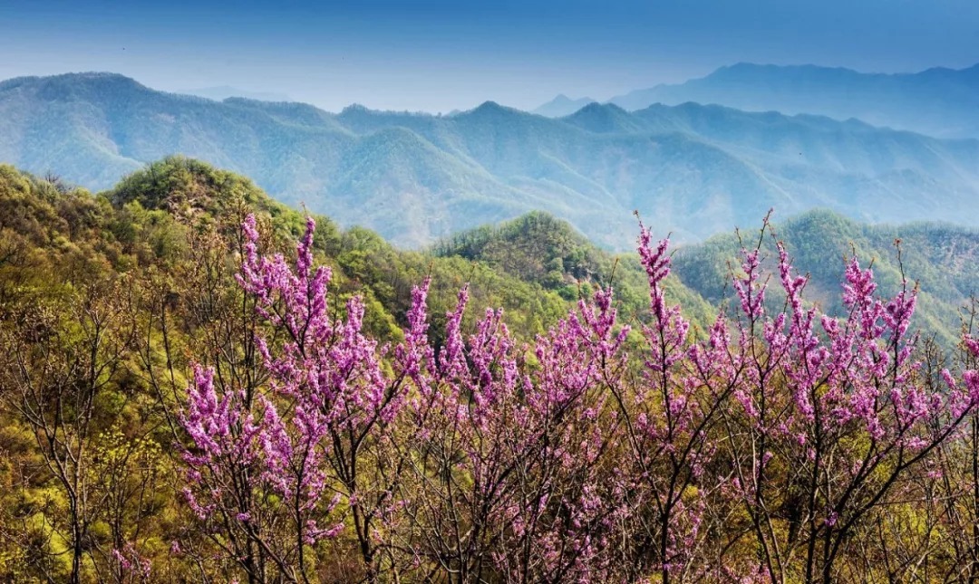 惊蛰|叫醒一整个春天.