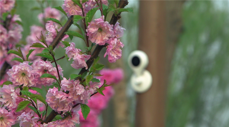 京杭大运河公园榆叶梅怒放 京杭大运河公园榆叶梅怒放