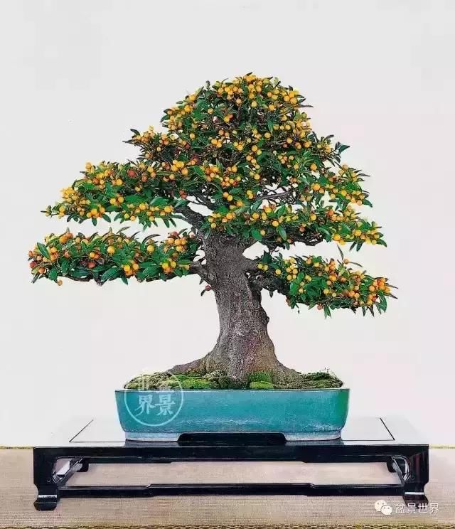 一组金豆盆景作品欣赏 感受硕果累累的喜悦