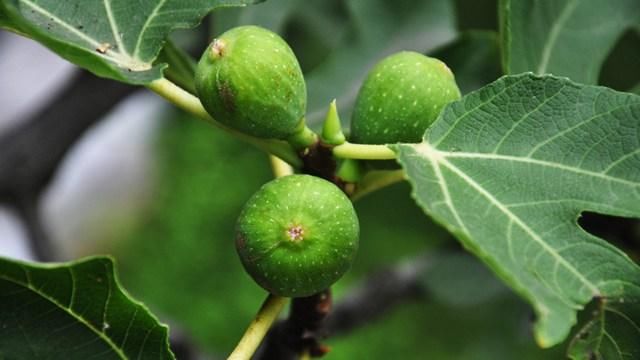 无花果的功效和作用 吃无花果有什么好处